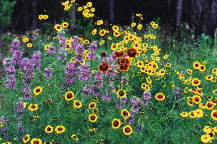 Monarda (purple) and tickseed (yellow).  Tickseed is Coreopsis spp.