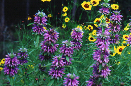 Monarda and tickseed