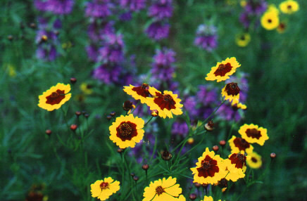 Tickseed and Monarda