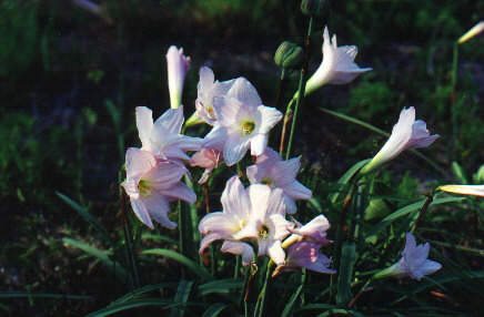 Rain lilies