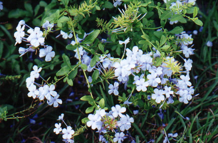 Plumbago (blue daze)