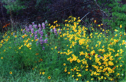 Tickseed and Monarda